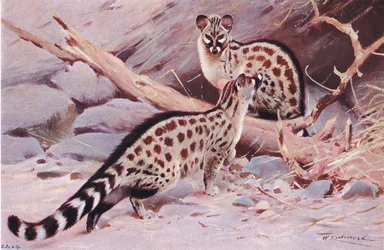 Dungola-Genette, Illustration aus Wildlife of the World, ca. 1910