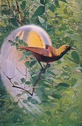 Großer Paradiesvogel, Illustration aus Wildlife of the World, ca. 1910