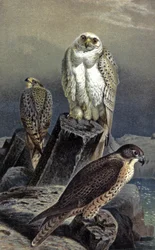 Jagdfalke, ca. 1910