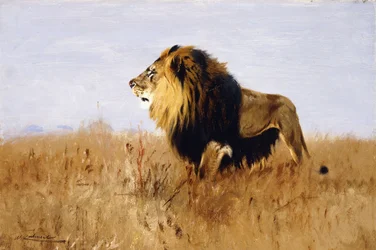 Löwe auf der Lauer