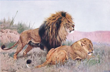 Löwe und Löwin, Illustration aus Wildlife of the World, ca. 1910