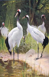 Mandschurenkranich, aus „Wildlife of the World“, herausgegeben von Frederick Warne & Co, ca. 1900
