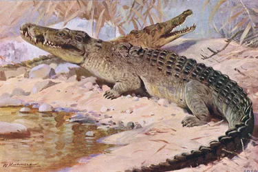 Nilkrokodil, Illustration aus „Wildlife of the World“, um 1910