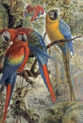 Rote Papageien, ca. 1910