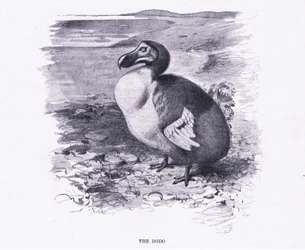 Der Dodo, Illustration aus Wildlife of the World, ca. 1910