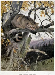 Wildkatze - Aquarell von Wilhelm Ruhnert