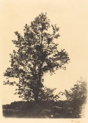 Der große Baum