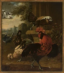 Vögel von einem Falken angegriffen