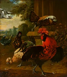 Vögel von einem Falken angegriffen