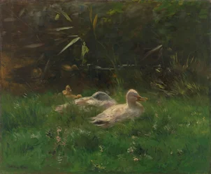 Enten