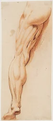 Anatomische Studie (Écorché). Ein Manns entblößtes linkes Bein von hinten gesehen