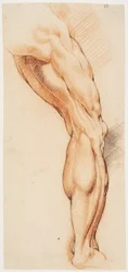 Anatomische Studie. Ein Manns entblößtes rechtes Bein von hinten, nach rechts gedreht