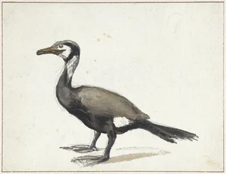 Kormoran