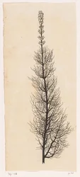 Schafgarbe