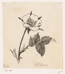 Wilde Rose