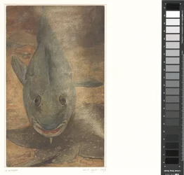 Fisch von vorne gesehen