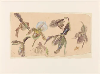 Sieben Studien von Orchideen