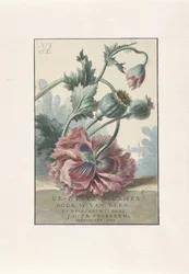 Mohnblumen