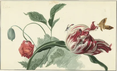 Tulpe und Mohn