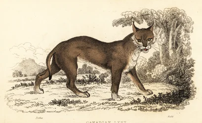 Kanadischer Luchs, Lynx canadensis, 1834 (Gravur)