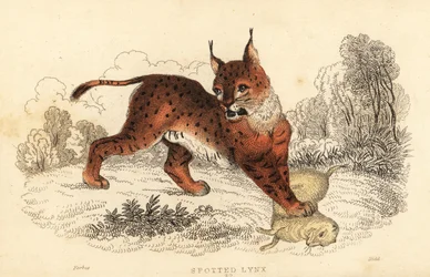 Eurasischer Luchs, Lynx lynx, 1834