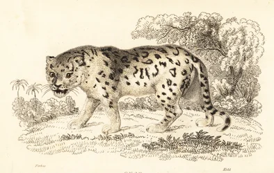 Jaguar, Panthera onca