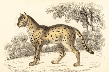 Serval, Leptailurus serval, 1834 (Gravur)