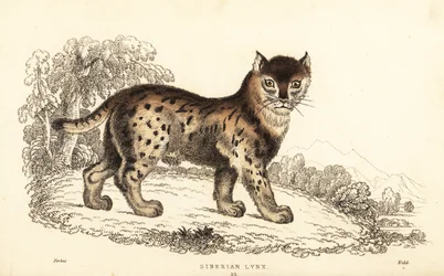 Sibirischer Luchs, Lynx lynx wrangeli (Felis lynx), 1834 (Gravur)