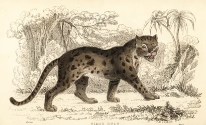 Sunda-Leopardkatze, Prionailurus bengalensis subsp. sumatranus
