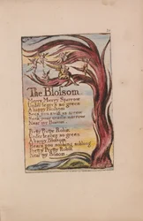 Lieder der Unschuld und der Erfahrung, Tafel 20, Die Blüte (Bentley 11)