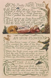Lieder der Unschuld und der Erfahrung, Platte 47, "Mein hübscher Rosenbaum" (Bentley 43)
