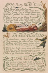 Lieder der Unschuld und Erfahrung, Tafel 47, Mein hübscher Rosenbaum (Bentley 43)