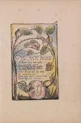 Lieder der Unschuld und der Erfahrung, Tafel 48, Die kranke Rose (Bentley 39)