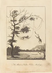 Die Mecoo & Kisbee Kishee Affen, 1793