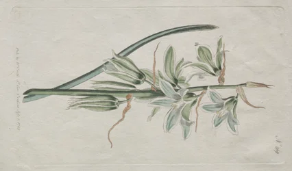 Das Botanische Magazin oder Blumengarten: Stern von Bethlehem, 1794