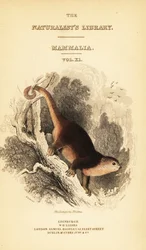 Sulawesi-Bärenkuskus, Ailurops ursinus (Stich)