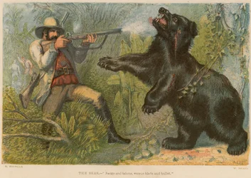 Der Bär