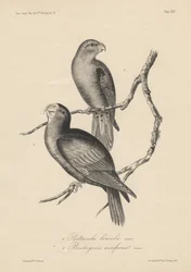 1. Psittacula lineola und 2. Brotogeris aurifrons, Lithographie von J.T. Bowen, 1850