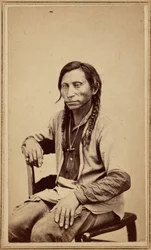 Grauer Wolf