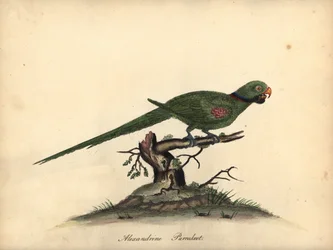 Alexandersittich, Psittacula eupatria. Handkolorierte Kupferstichgravur einer Illustration von William Hayes aus Portraits of Rare and Curious Birds from the Menagery of Osterly Park