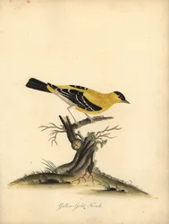 Amerikanischer Stieglitz, Carduelis tristis. Handkolorierter Kupferstich von William Hayes aus Portraits of Rare and Curious Birds from the Menagery of Osterly Park
