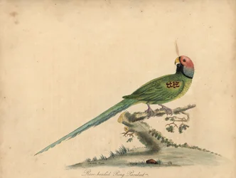 Blütenkopf-Sittich, Psittacula roseata. Handkolorierte Kupferstichgravur einer Illustration von William Hayes und seiner Tochter Matilda Hayes aus William Hayes