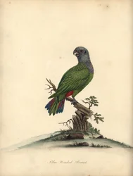 Blaustirnpapagei, Pionus menstruus. Handkolorierter Kupferstich einer Illustration von Matilda Hayes aus William Hayes