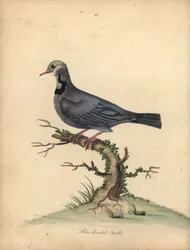 Lori mit reinem Nacken, Lorius domicella. Gefährdet. Schwarzgekrönter Lori, Psittacus domicilla. Handkolorierter Kupferstich einer Illustration von William Hayes aus Portraits of Rare and Curious Birds from the Menagery of Osterly Park (London: Bulmer)