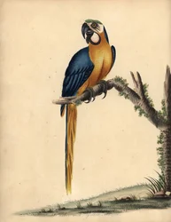 Blau-gelber Ara, Ara ararauna. Handkolorierte Kupferstichgravur einer Illustration von William Hayes aus Portraits of Rare and Curious Birds from the Menagery of Osterly Park