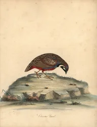 Blaubrüstige Wachtel, Coturnix chinensis. Handkolorierter Kupferstich einer Illustration von William Hayes aus 