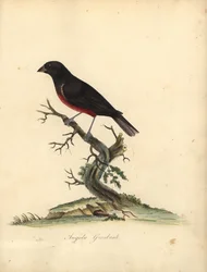 Kastanienbauch-Samenfink, Oryzoborus angolensis. (Angola-Grosbeak, Loxia angolensis) Handkolorierter Kupferstich einer Illustration von William Hayes aus Portraits of Rare and Curious Birds from the Menagery of Osterly Park, London: Bulmer
