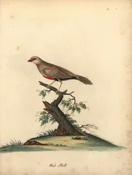 Gemeiner Wachsastrild, Estrilda astrild. Handkolorierter Kupferstich einer Illustration von William Hayes aus 