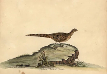 Goldener oder Chinesischer Fasan, Chrysolophus pictus, Weibchen. Handkolorierte Kupferstichgravur einer Illustration von Ann und Emily Hayes aus William Hayes