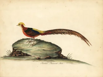 Goldener oder Chinesischer Fasan, Chrysolophus pictus, männlich. Handkolorierter Kupferstich einer Illustration von William Hayes aus Portraits of Rare and Curious Birds from the Menagery of Osterly Park, London